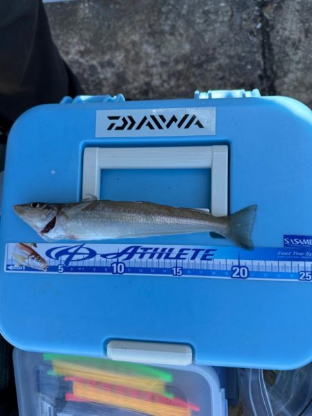 キス、アジ釣り、五目釣り