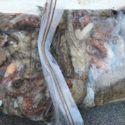 淡路のタコ釣り