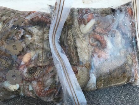 淡路のタコ釣り