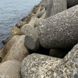 青物はまだみたい