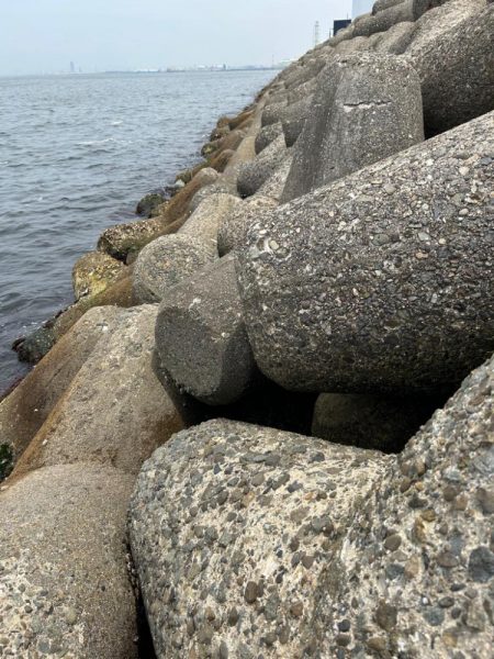 青物はまだみたい