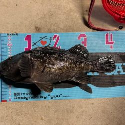 まさかの巨大クロソイ