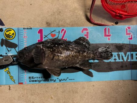 まさかの巨大クロソイ