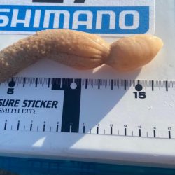 渋ギスタのちょい釣り