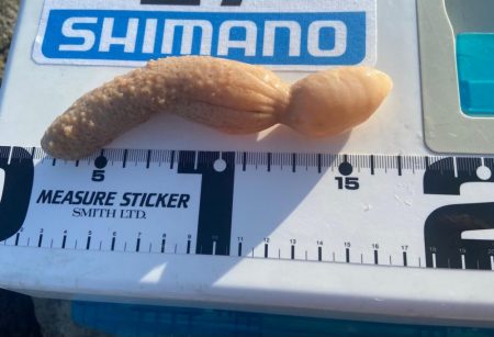 渋ギスタのちょい釣り