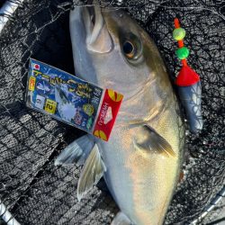 カタタの釣堀で爆釣