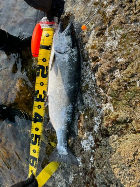 R6サクラ　ファイナル