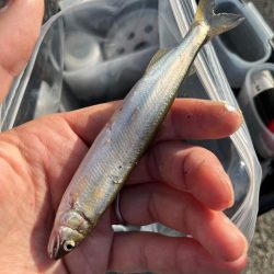 癒しの小物釣り