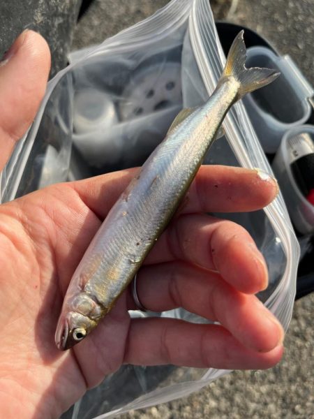 癒しの小物釣り