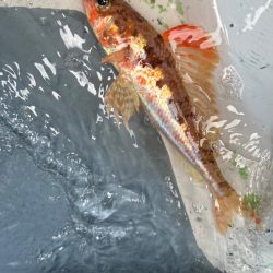 東京湾、ウィリー五目船