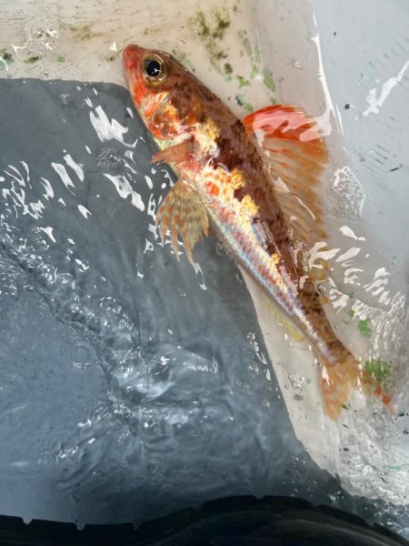 東京湾、ウィリー五目船