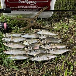 ジグ単de〜アジング♪勉強しなおします。