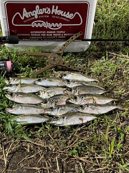 ジグ単de〜アジング♪勉強しなおします。