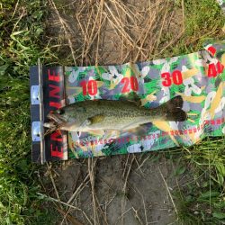 アベレージサイズ