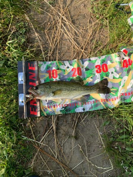 アベレージサイズ