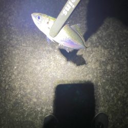 アジング開幕戦！