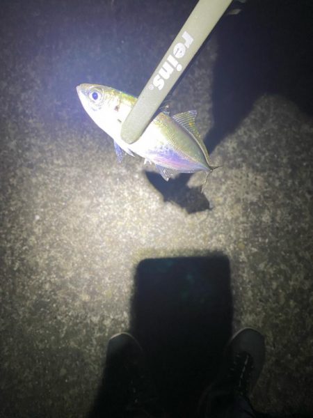 アジング開幕戦！