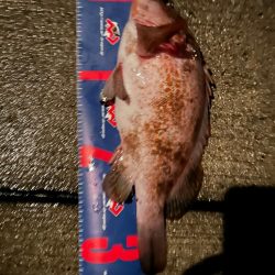 魚津港 夜フカセ