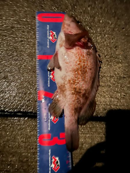 魚津港 夜フカセ