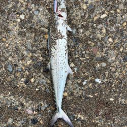 春のサーフ調査