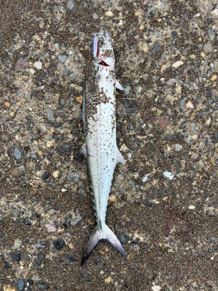 春のサーフ調査