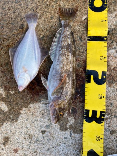 爆風の朝マズメ