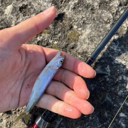 小ハスとの戯れ