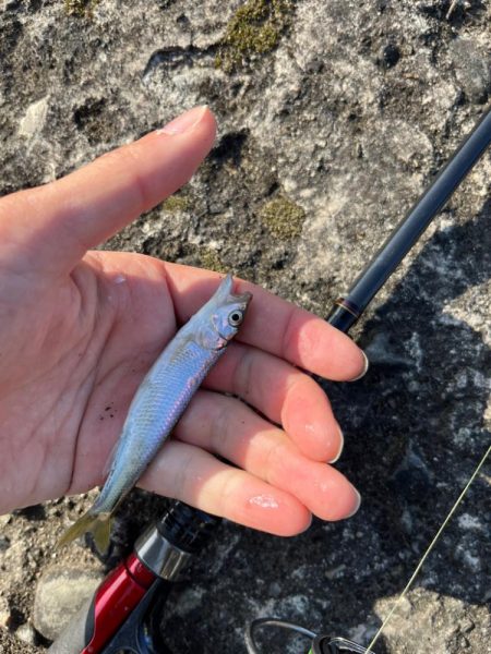 小ハスとの戯れ