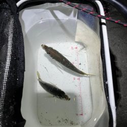 ライトゲームタックルシーバスゲーム