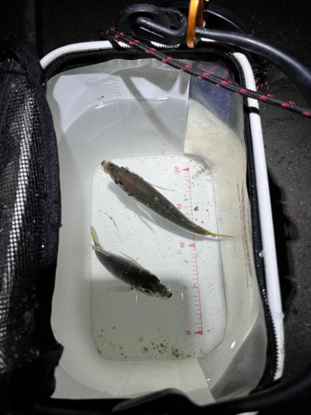 ライトゲームタックルシーバスゲーム