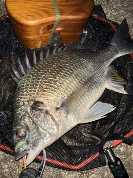 ヘチってきました