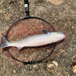 磯で乗っ込みチヌ釣り