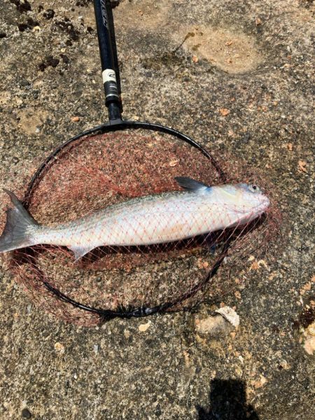 磯で乗っ込みチヌ釣り