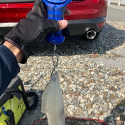 春🦑2杯目GET (^.^)