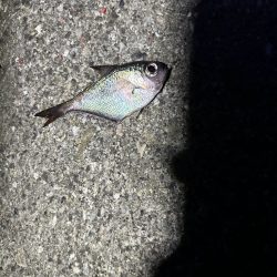 城ヶ島 半夜釣り