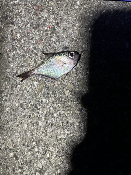 城ヶ島 半夜釣り