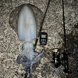 春イカ　自己記録更新！