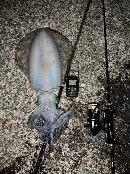 春イカ　自己記録更新！