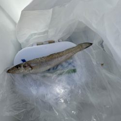 キス釣り、アジ、イワシ五目釣り