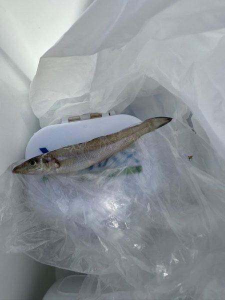 キス釣り、アジ、イワシ五目釣り