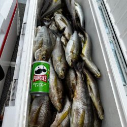 イサキ&ネギング釣行