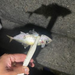 旧密林に潜む巨大蟹！