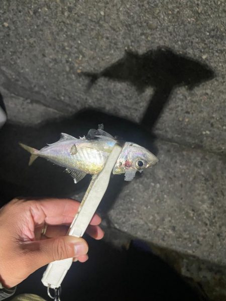 旧密林に潜む巨大蟹！