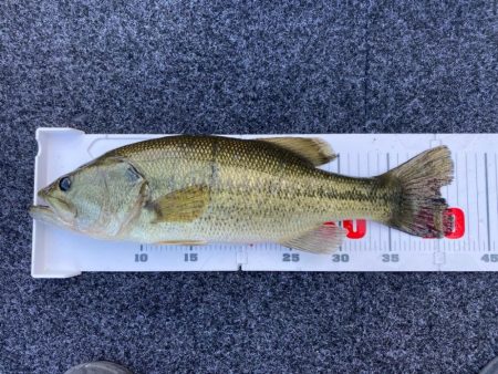 1日ボート釣行!