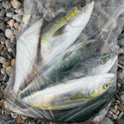 今日も青物狙い