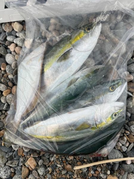 今日も青物狙い