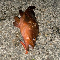 40cmと良型のキジハタ爆釣