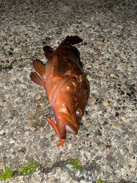 40cmと良型のキジハタ爆釣