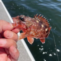 ポイントによりけり