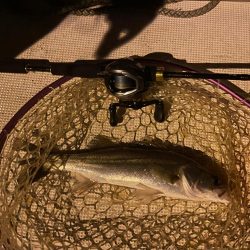 マゴチ&シーバス